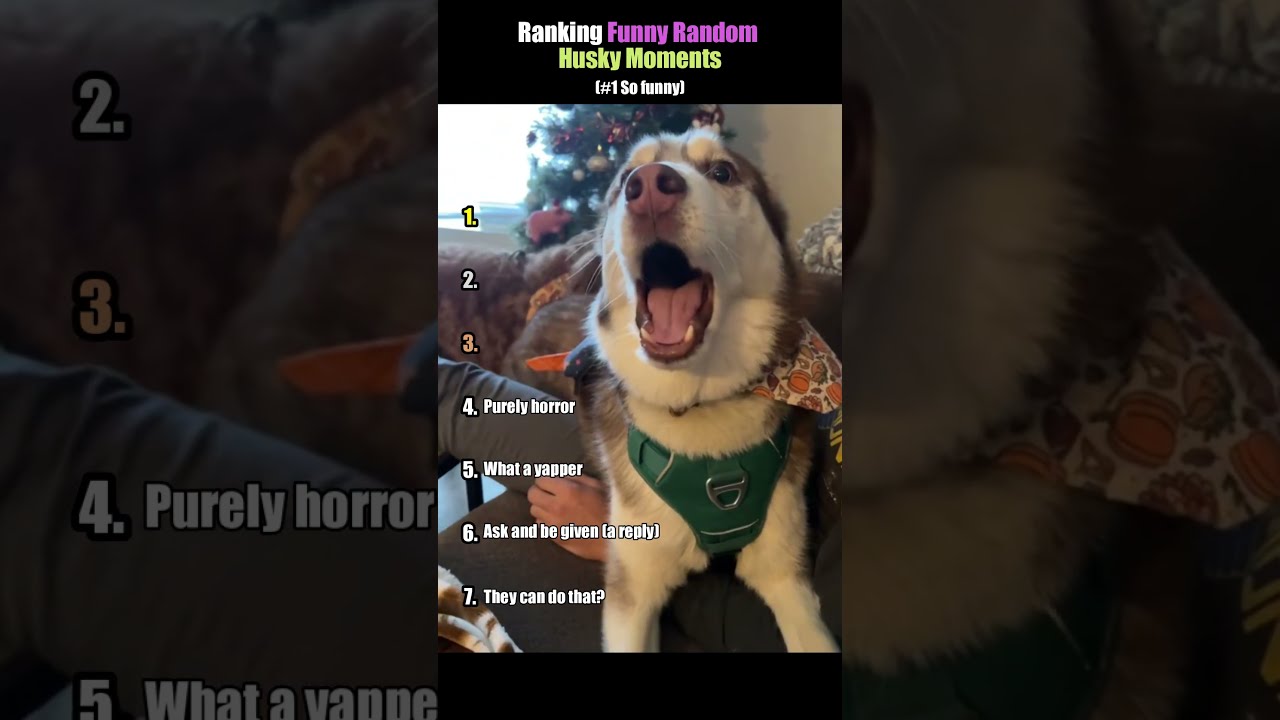 These Huskies Are So Dramatic Ranking Funny Random Husky Moments 