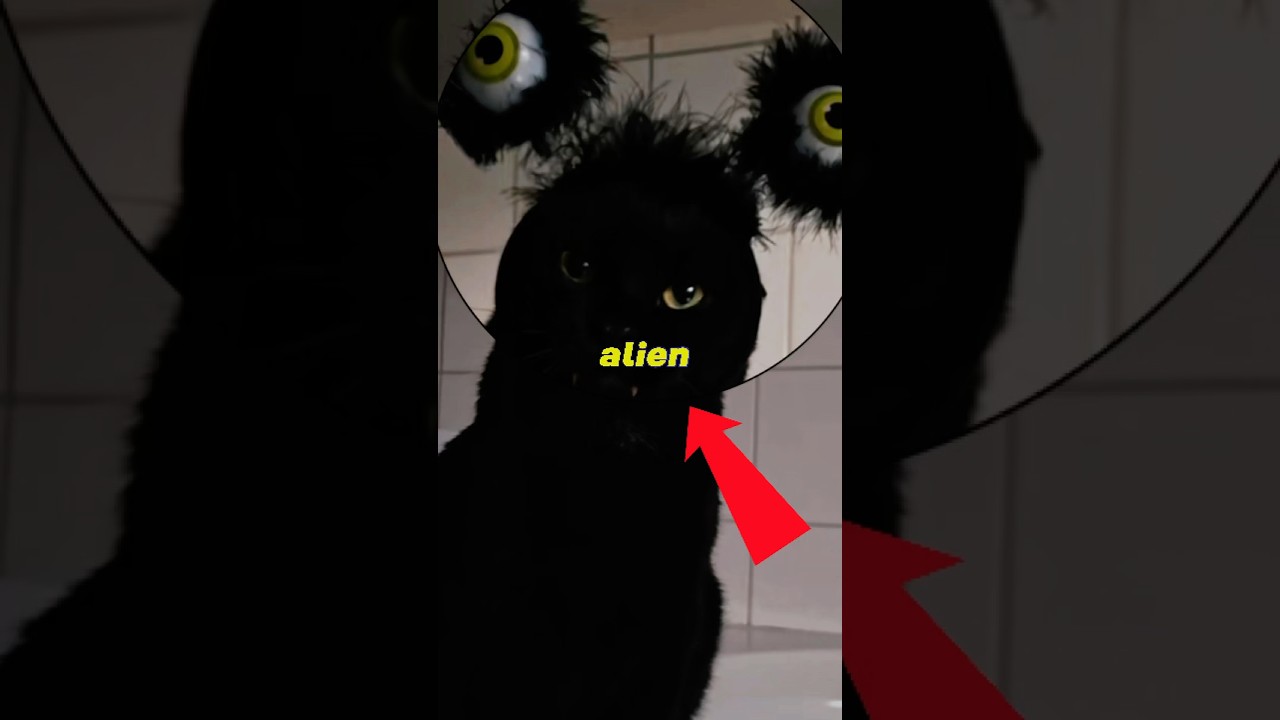 CATS TO SCARE YOU OR NOT 😱 