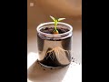 A chilli seed move to plant motion 😁