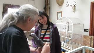 Meet Griffin: Our New African Grey Parrot's Big Move to Ann Arbor!