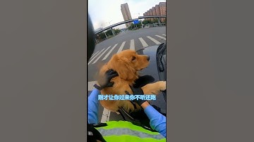 cậu vàng bị bắt rồi ông giáo ạ #funny #haihuoc #dog