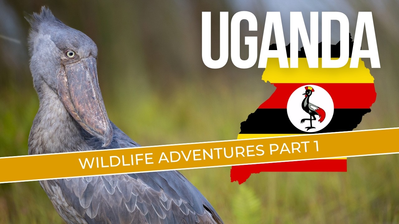 Birding Uganda Part 1