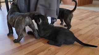 Raw Video of Presa Canario Puppies Exploring the House