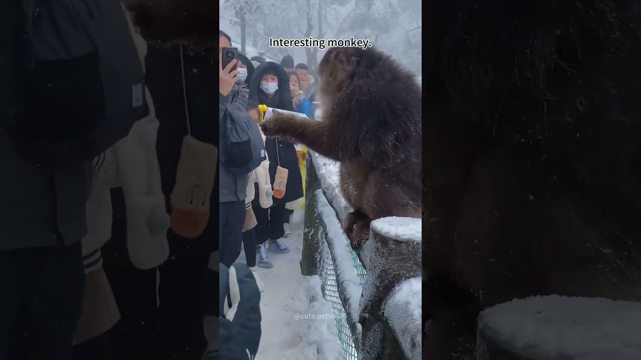 Interesting Monkeys Monkey Procreate Disney Animation