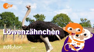 Keks Und Die Eierdiebe Löwenzähnchen Zdfchen