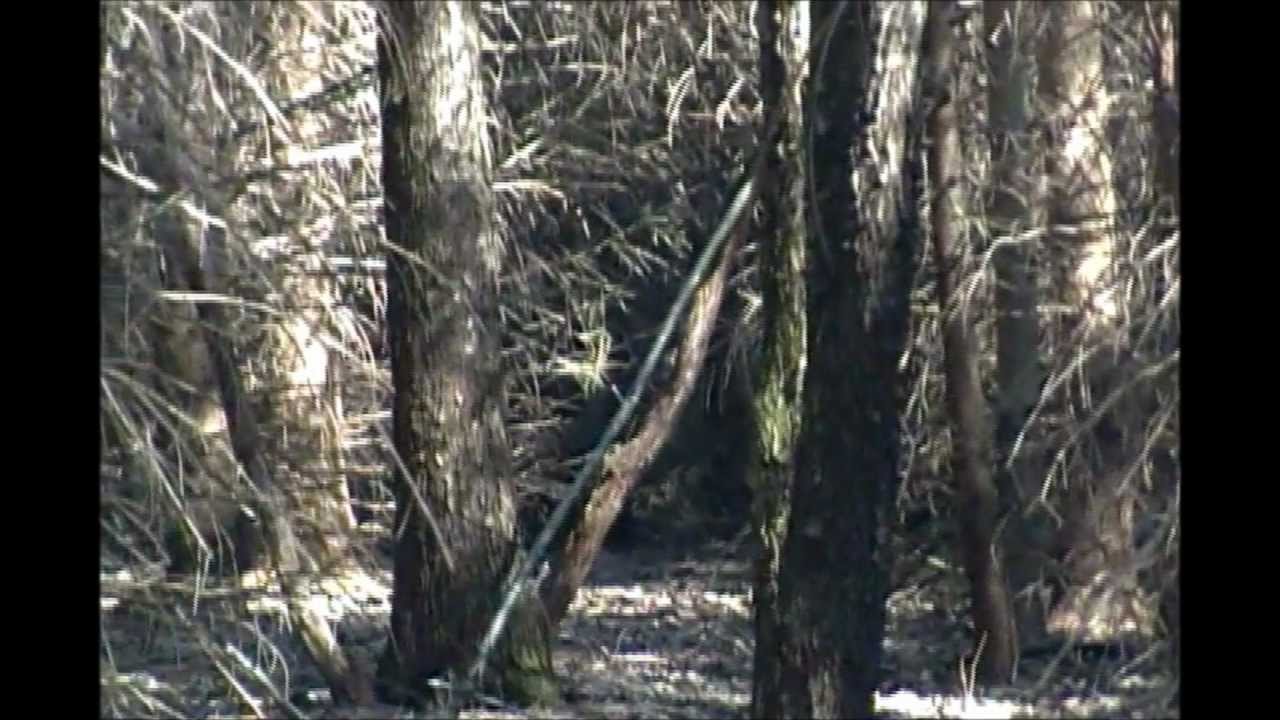 ohio grassman found youtube