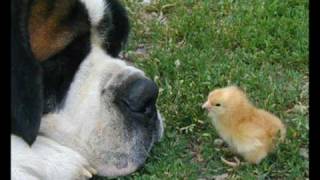 Boş Ver Boş Ver Arkadaş (Jîr) Resimi