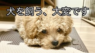 【犬を飼う前に見て！】意外と大変だったこと５選【しつけ】【子犬/マルプー/ハラミちゃんねる】maltipoo puppy