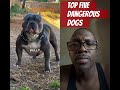 Top 5 Most Aggressive Dog Breeds in the United States L