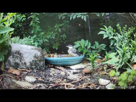 Cheeky tit. I just changed the hedgehogs’ water and this happened. 