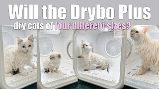Testing the Drybo Plus pet dryer with my smallest to largest cats