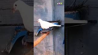 Burung Merpati Kawin Dan Anakanaknya Yang Lucu   fakhribirds pigeon birds dove pigeonlover kabootar