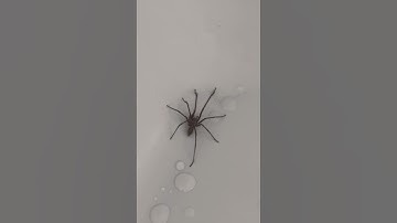 How to get rid of giant house spider #gianthousespider #spider #giantspider