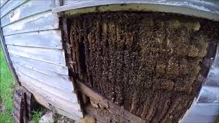 Huge honey bee removal from old house