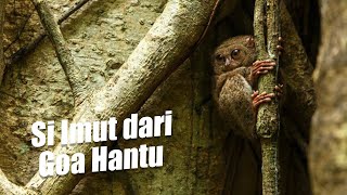 Si Imut dari Goa Hantu - Tarsius