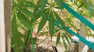 Bending and Training Techniques for Outdoor Cannabis Plants