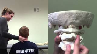 Alar Ligament Test