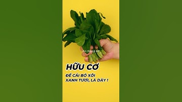 Cải bó xôi xanh mướt 🌱#spinach #organicgardening #huuco #rausach #farmfresh