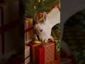 Santa’s Gift Delivery to Our Beloved Pets