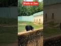 🐾 भालू ने Camera देखते ही किया React 📸 भालू #Bear #ZooVlog #Wildlife