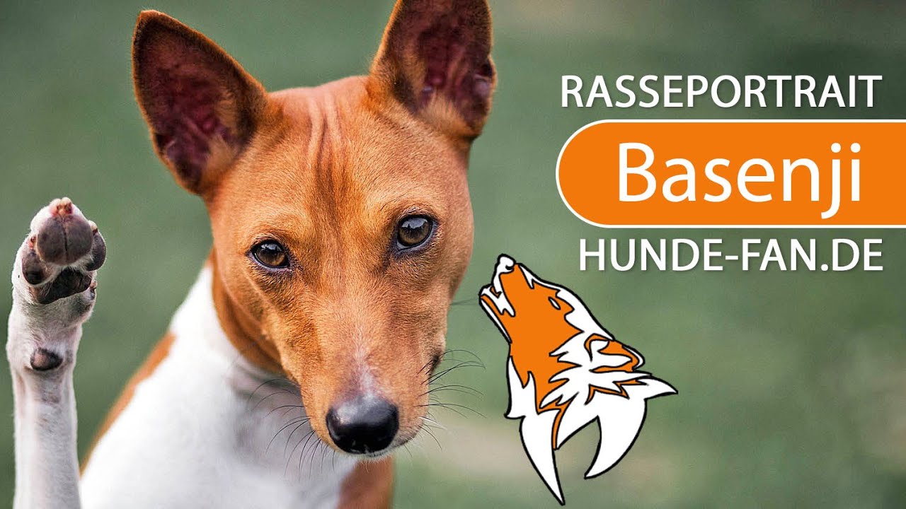 23+ Basenji Dog Info