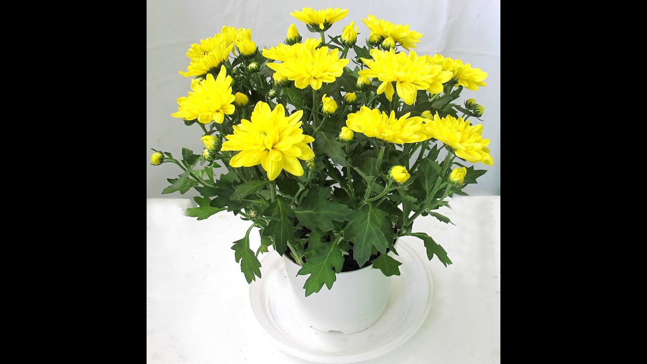 Tâm sự chậu hoa tết ở nhà thờ