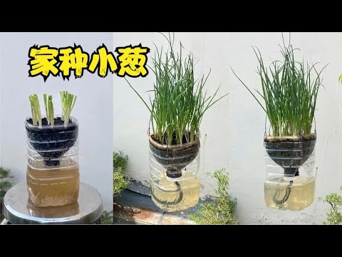 吃完的油桶种小葱，20天一大片，省钱了