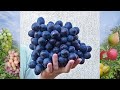 @Новый виноград Посланник от Калугина В М  Отзыв о винограде