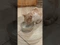 cuties 🥰 #SHORTS #CatLovers #CuteCats #Meow #Satisfying #CatVideo