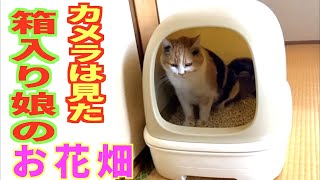 撮ってはいけないものを撮ってしまった！女性のお花摘み！