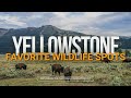 73 best places to see wildlife in yellowstone national park