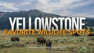 73: Best Places to See Wildlife in Yellowstone National Park