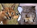 CARACAL VS LYNX - Who Would Win a Fight?