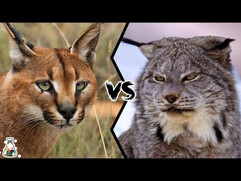 Video: Caracal (lynx púštny, rys stepný): vzhľad, prostredie, životný štýl a výživa
