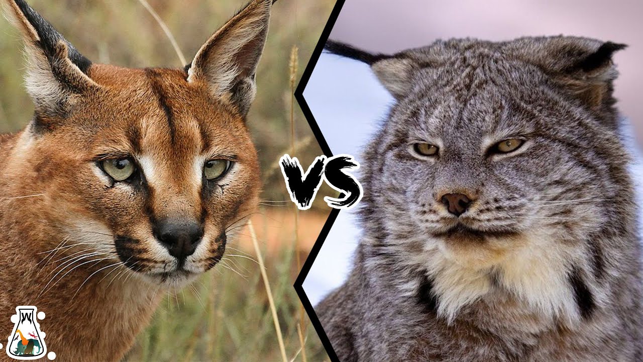CARACAL VS LYNX - Who Would Win a Fight? - YouTube