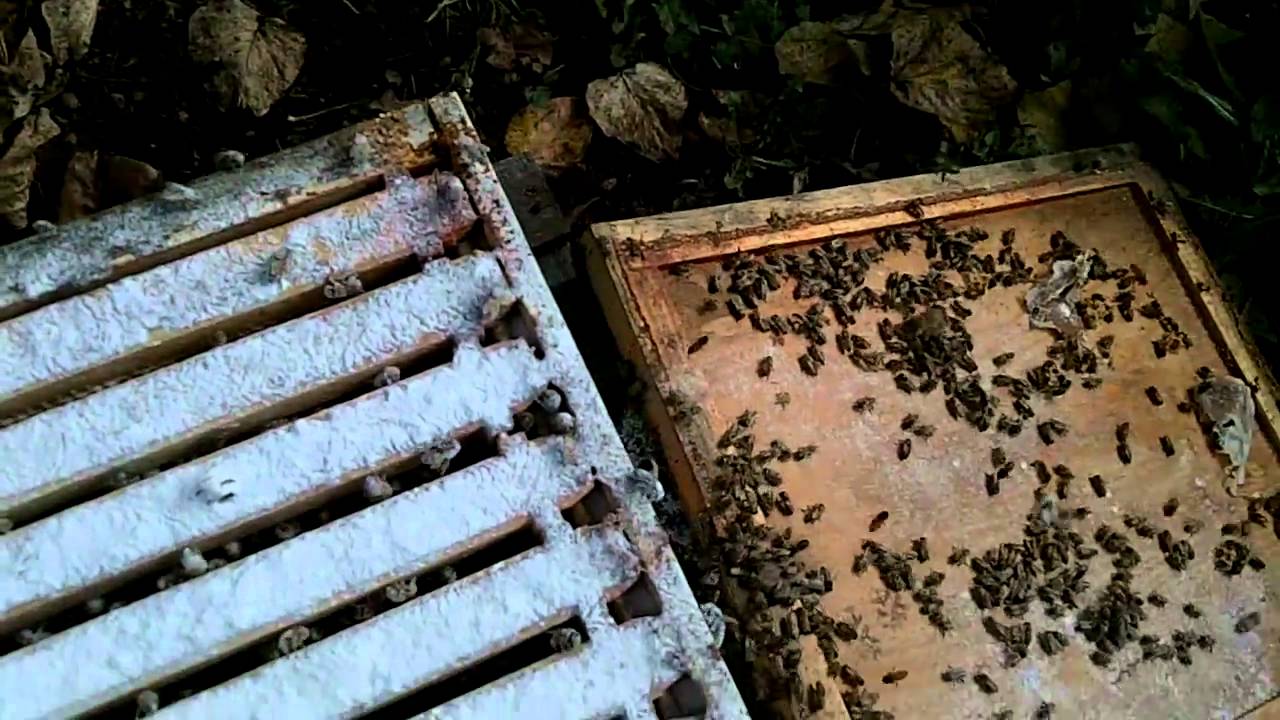 varroa mite control sugar dusting varroa mites control