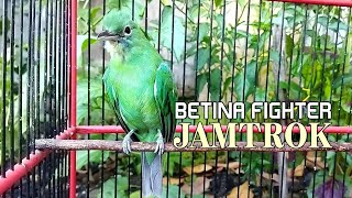 Hiper JAMTROK Cucak ijo BETINA gacor FIGHTER - Memancing Emosi Cucak Ijo Jantan