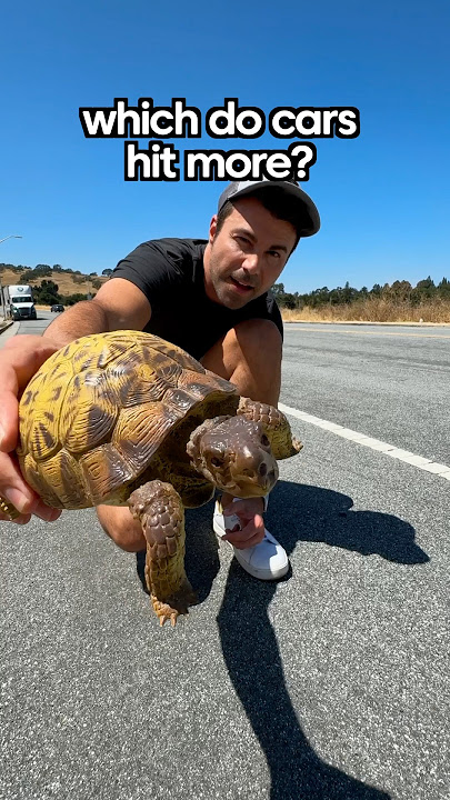 Turtles or Snakes- Which Do Cars Swerve to Hit More?