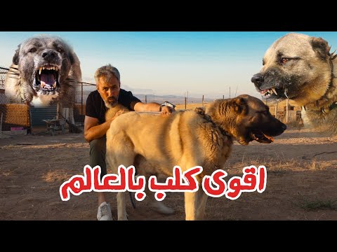 فيديو: يواجه أصحاب الكلاب الحضرية في إيران غرامات كبيرة و 74 جلدة بموجب القانون الجديد