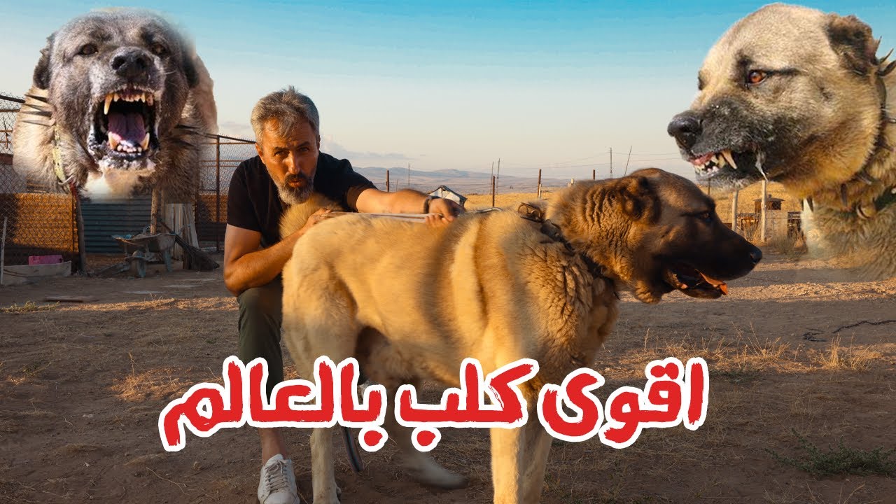 اخطر كلب فى العالم |كلب الكنجال | kangal köpek|اقوى الكلاب