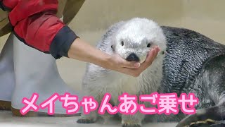 ラッコ メイちゃんとキラちゃん アゴ乗せを見せてくれました【鳥羽
