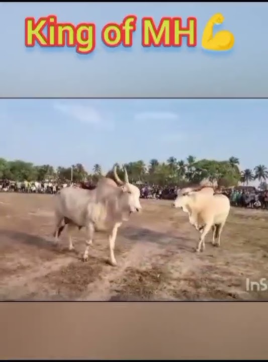 Big fight Today ๐ฅต๐ฅ #bullfightathometown #bull #bullsfight #bullfightgoa #bullfightmaharashtra