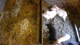 видео Сарай для кур, свиней: каркасный, как построить своими руками для домашних животных