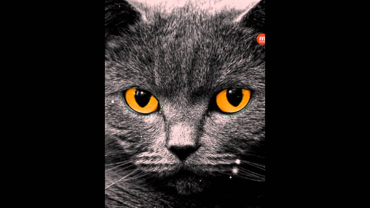 Mucize uğur böceği ve kara kedi şarkısı YouTube