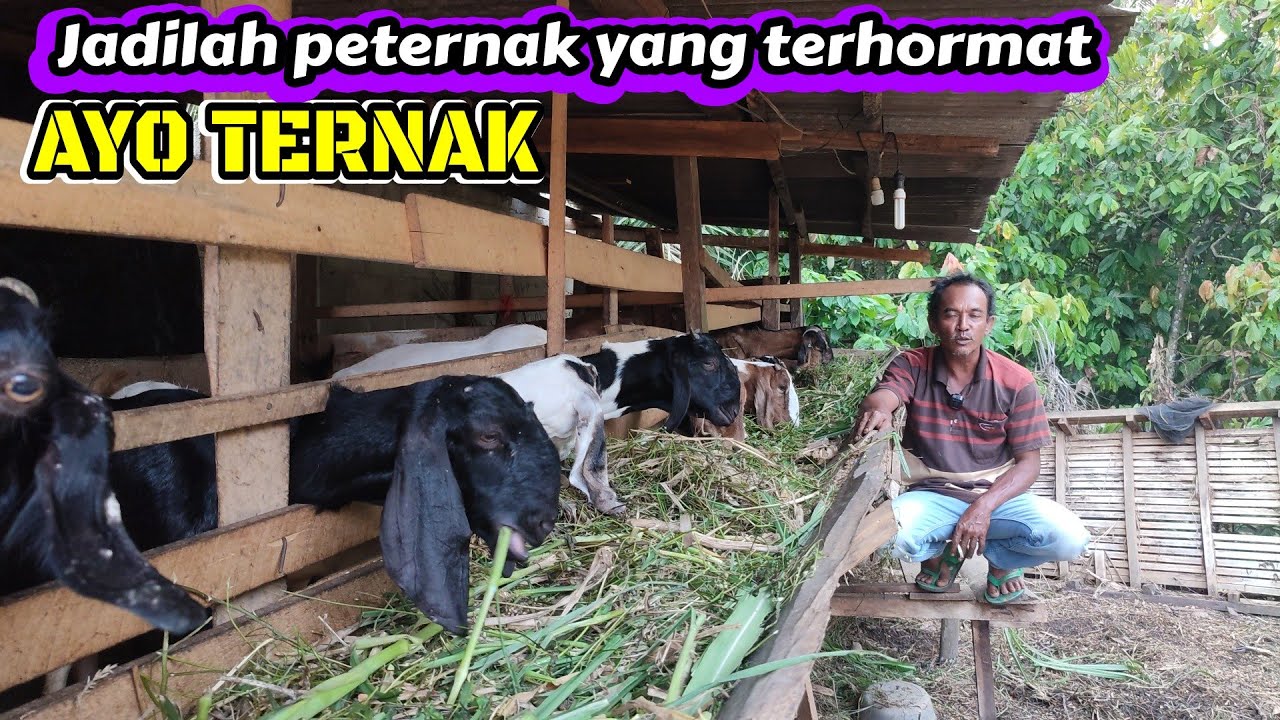 AYO MEMULAI TERNAK KAMBING DENGAN CARA TERHORMAT 