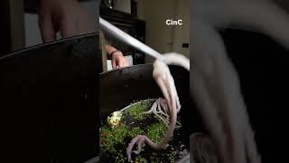 Calamari alla messinese | CinC