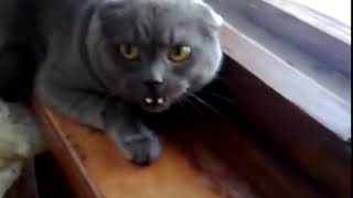 Rosnar Sons Produzidos Por Gatos Gataria