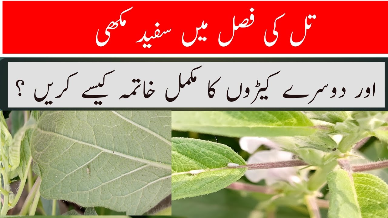 Control of whitefly and other insects of sesame crop with effective insecticides.تل میں سفید مکھی