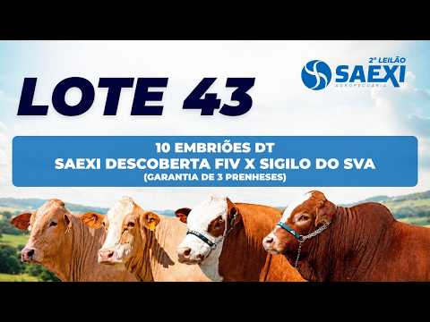 LOTE 43 - 10 EMBRIÕES SAEXI DESCOBERTA FIV X SIGILO DO SVA