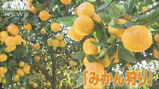 映像美で・・・　コキア、菊、みかん狩りに大はしゃぎ(18/10/26)